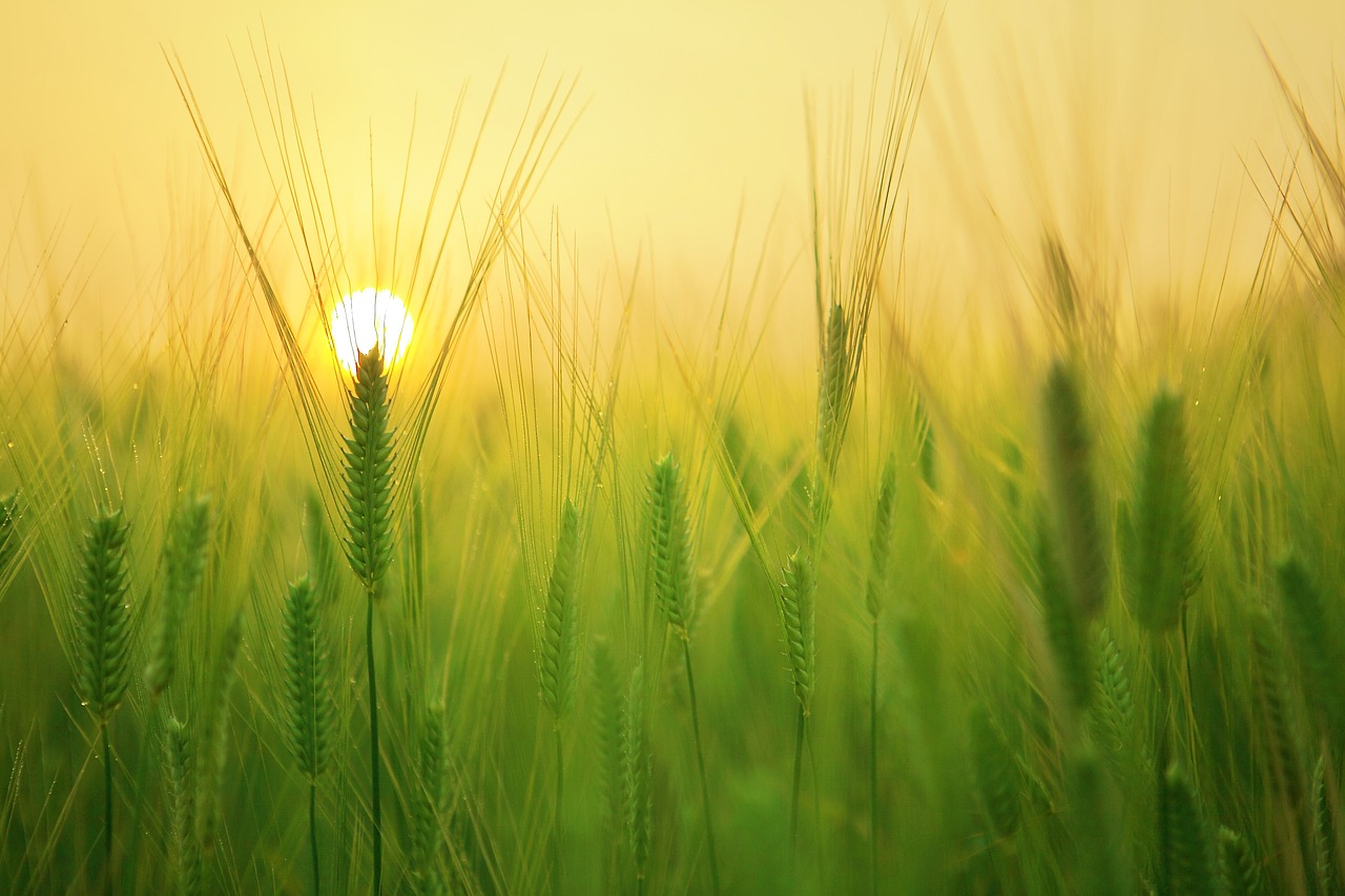 Avviso d'asta pubblica per l'alienazione di terreno agricolo di proprietà comunale